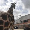 Giraffe Animals Animatronic Robot 5