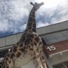 Giraffe Animals Animatronic Robot 4