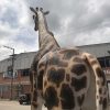 Giraffe Animals Animatronic Robot 3