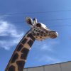 Giraffe Animals Animatronic Robot 2