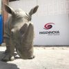 Rhino Animals Animatronic Robot 5